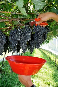 An image of hands harvesting blue grapes