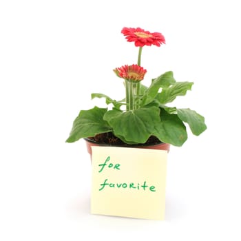 Gerbera in a pot with the inscription (for favorite)