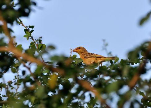 Bird, Baya Weaver Bird, Female, Perched on a tree with green leaves