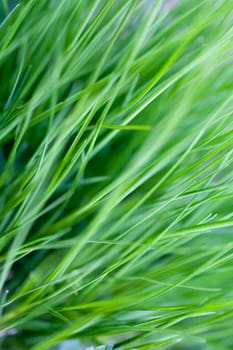 An image of lush thick green grass close-up
