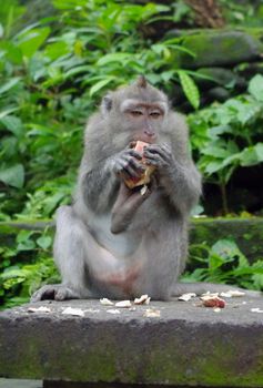 Monkeys eating in Monkey Forest, Ubud, Bali, Indonesia.