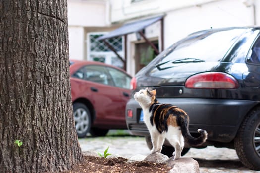 A sitting cat and a car in the yard
