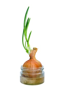 sprouted bulbs in a pot with water, isolated on white background