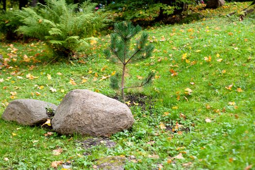 Stones and small evergreen tree in the lawn
