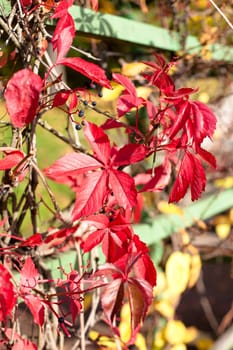 Red leaves and black berries in the garden
