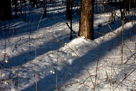 A bare bashes and tree in a snow
