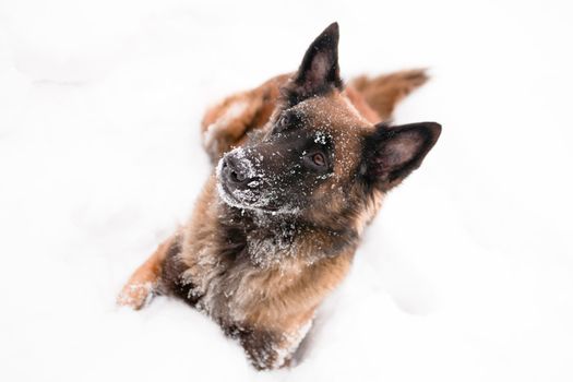 A belgian shepherd lying in the snow
