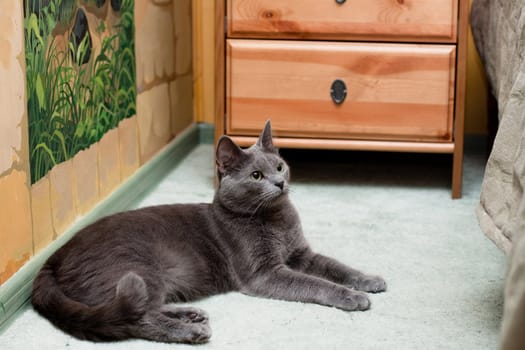 A gray cat lying on the floor near bed
