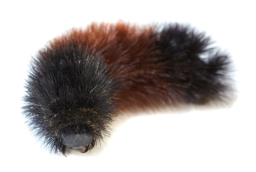 Black Woolly Bear (Arctiidae) caterpillar isolated on white