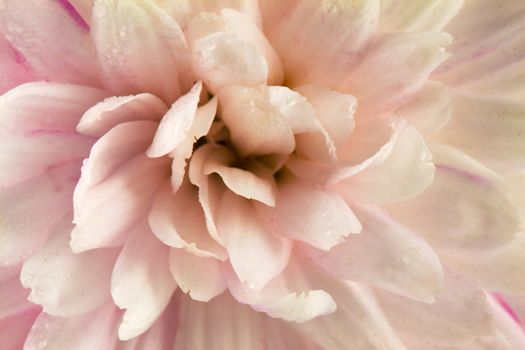 White chrysanthemum macro photography