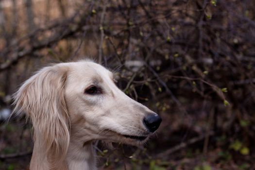 A portrait of young white saluki in a spring forest
