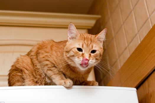 A young ginger tabby cat on the refrigerator

