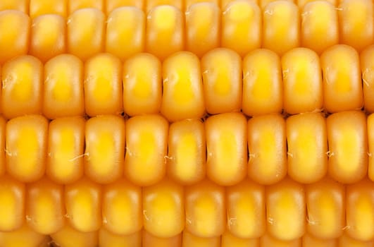 Golden corn background