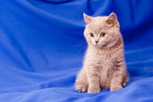 A British kitten sitting on textile background
