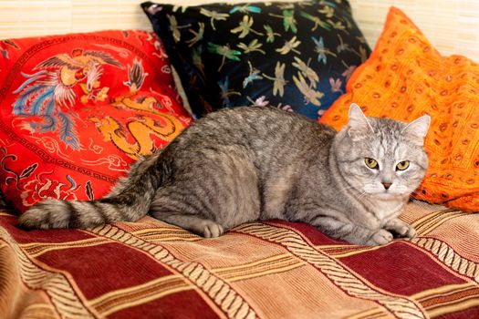 A grey tabby cat lying on a carpet
