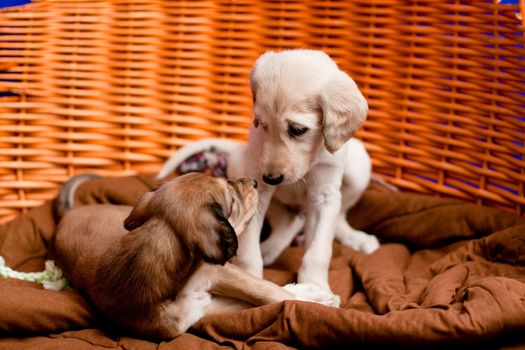 White and brown saluki pups looking to each other in an old basket
