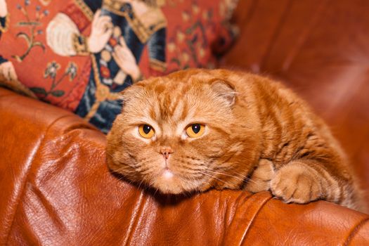 A scottish fold cat lying on leather sofa

