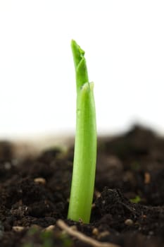 Small plant of corn isolated on white