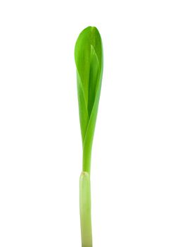 Small plant of corn isolated on white