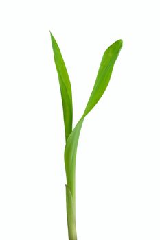 Small plant of corn isolated on white