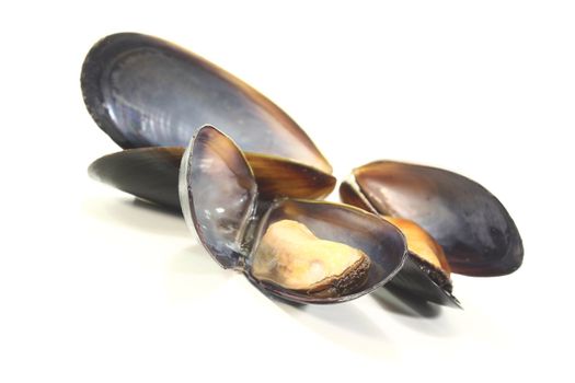 three fresh steamed Mussels on a white background
