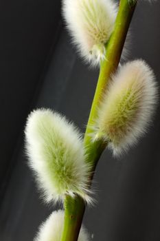 Pussywillow isolated on black