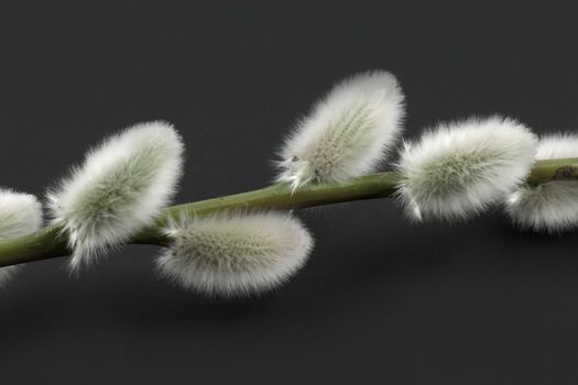 Pussywillow isolated on black