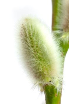 Pussywillow isolated on white