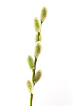 Pussywillow isolated on white