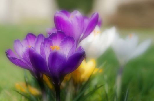 Soft focus shot of beautiful crocus flowers