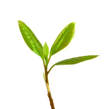 Young laurel leaves isolated on white background