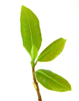 Young laurel leaves isolated on white background