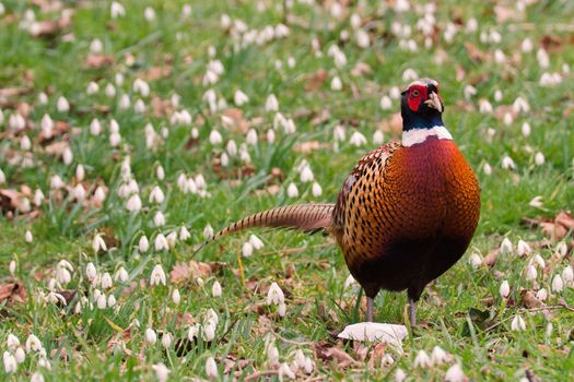 Cock Pheasant in a field of Snowdrop flowers