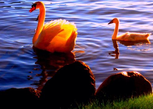 Adult and cygnet Mute Swans (Cygnus olor) swimming by the lake shore.