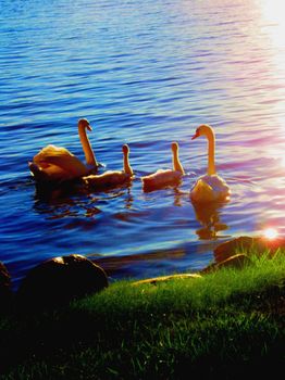 Adult pair and cygnet Mute Swans (Cygnus olor) swimming by the lake shore.