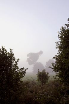 Background of mystical forest site in early morning fog drowned. Trees and bushes in meadow.