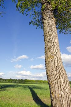 Old ash tree trunk and shadow falling on fields of grasslands. Forest in distance and cloudy blue sky.