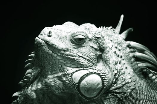 Portrait of a lizard close-up in zoo. Bali. Indonesia