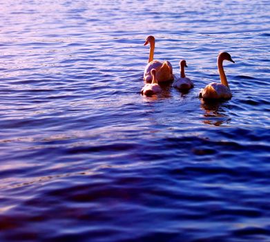 Adult pair and cygnet Mute Swans (Cygnus olor) swimming away.