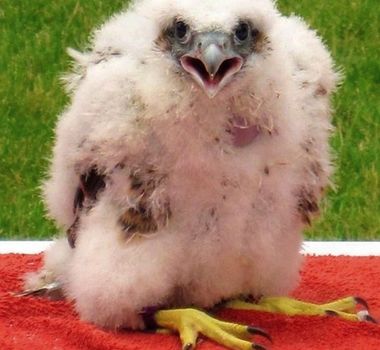 Peregrine Falcon (Falco peregrines) eyas looking at camera.