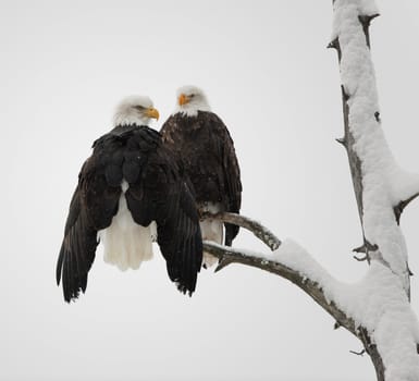 Two eagles ( Haliaeetus leucocephalus )  sit on the dried up tree