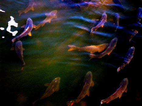 A group of Common Carp (Cyprinus carpio) swimming in the shallows of a pond.