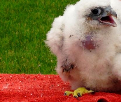 Peregrine Falcon (Falco peregrines) eyas examination and banding.
