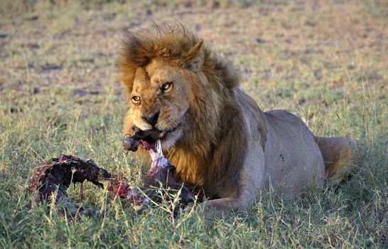 Lion behind a meal. It is left discontentedly growls on distracted him from a tasty dinner.