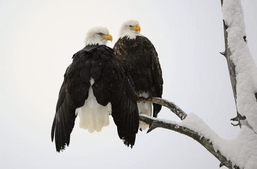 Two eagles ( Haliaeetus leucocephalus )  sit on the dried up tree