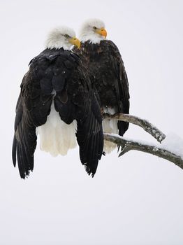 Two eagles ( Haliaeetus leucocephalus )  sit on the dried up tree