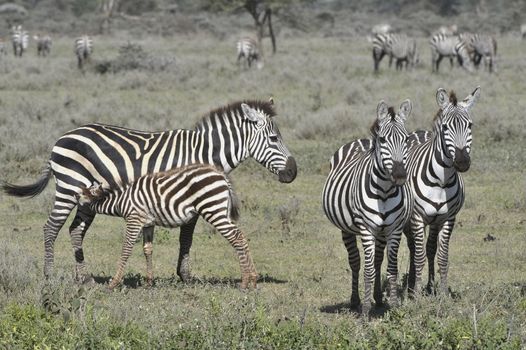 Feeding of a foal of a zebra. The foal sucks mum. Nearby there are two zebras. On a background bushes in savanna.