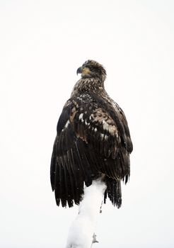 A bald eagle (Haliaeetus leucocephalus) is perched on a dead tree limb overlooking the Chilkat River watching for salmon in the Chilkat Bald Eagle Preserve in Southeast Alaska. Winter. Morning. 