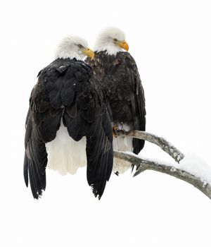 Two eagles ( Haliaeetus leucocephalus ) sit on the dried up tree