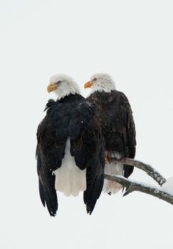 Two eagles ( Haliaeetus leucocephalus )  sit on the dried up tree